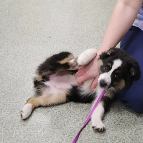 Puppy with purple leash getting pets